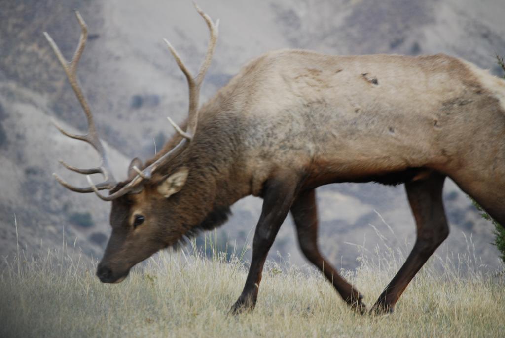 Bucks T4 Lodge Big Sky Buitenkant foto