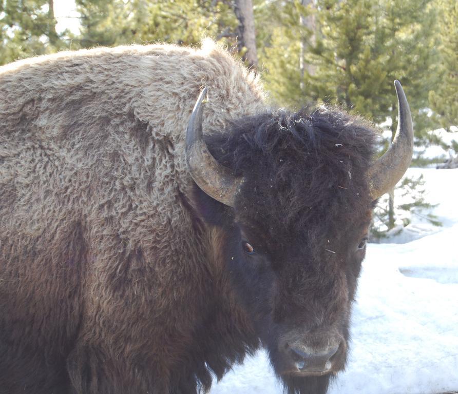 Bucks T4 Lodge Big Sky Buitenkant foto